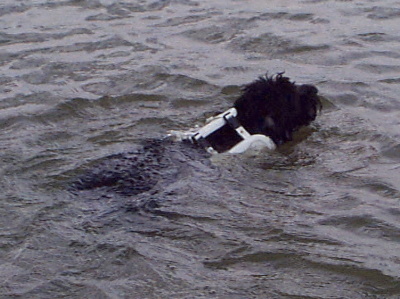 swimming.jpg (63511 bytes)